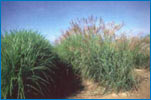 Biocombustibili